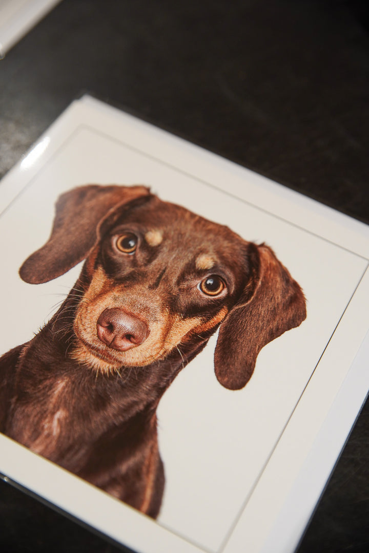 Dachshund - Dog Greeting Card