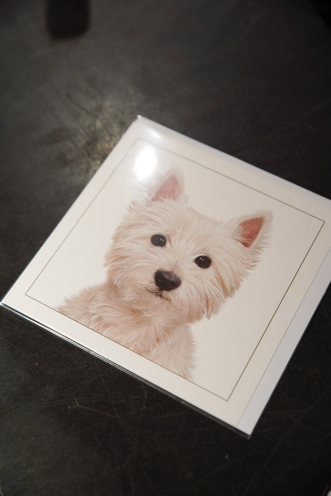 West Highland Terrier - Dog Greeting Card
