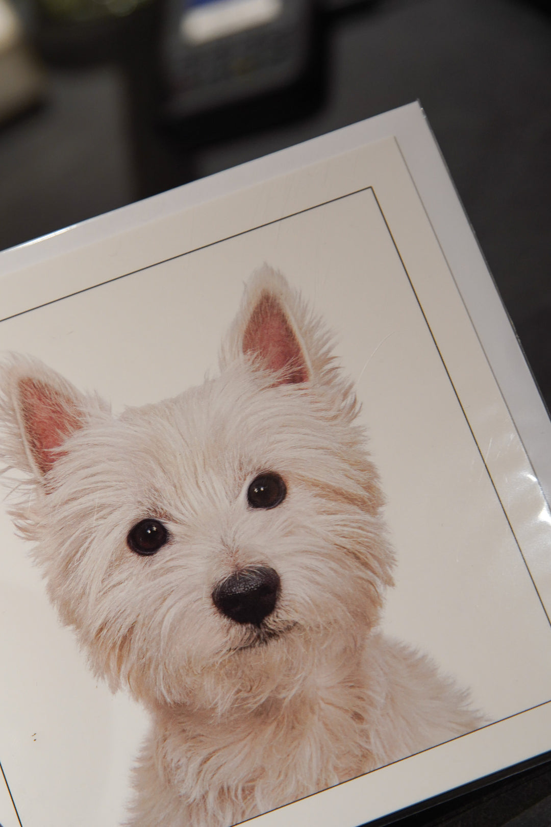 West Highland Terrier - Dog Greeting Card