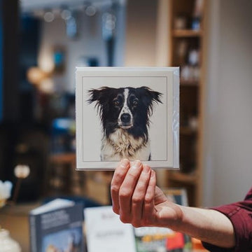 Border Collie - Dog Greeting Card