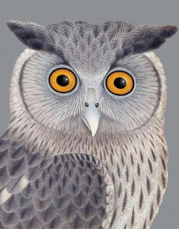 Dusky Eagle Owl Greeting Card